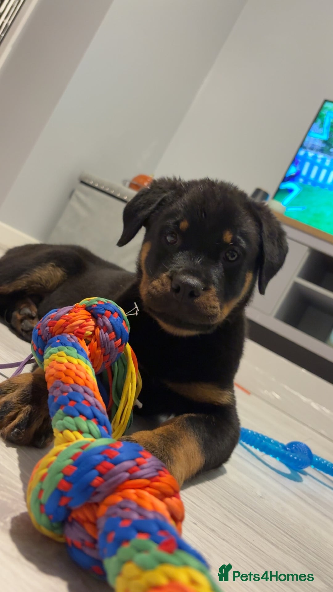Rottweiler dogs for sale: Meet saka! Adorable Rottweiler  - Image 3