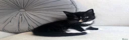 Mixed Breed cats for sale: 3 kittens looking for forever homes in Cannock - Advert 13