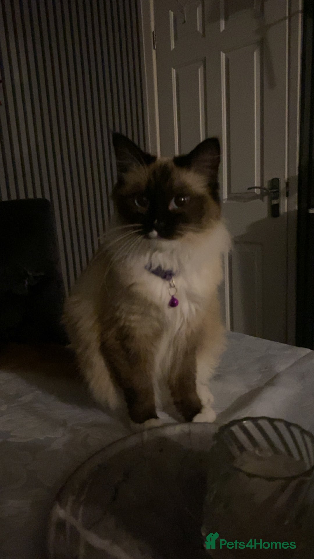 Ragdoll cats for sale: beautiful rag doll kitten for sale - Advert 4