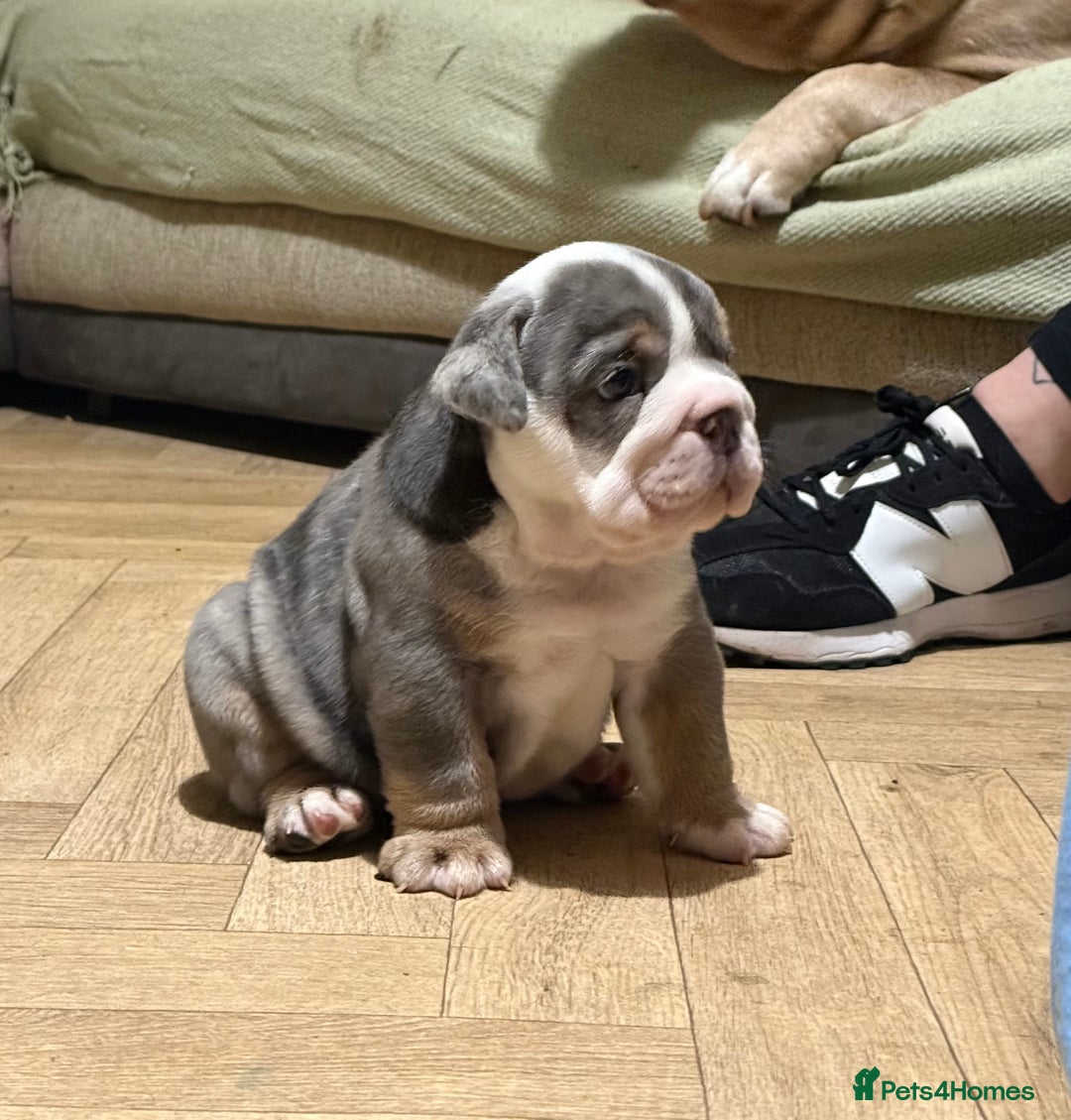 English Bulldog dogs for sale: English bulldog puppies - Advert 22