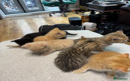 British Shorthair cats for sale: Stunning British Short Hair kittens for sale - Image 2