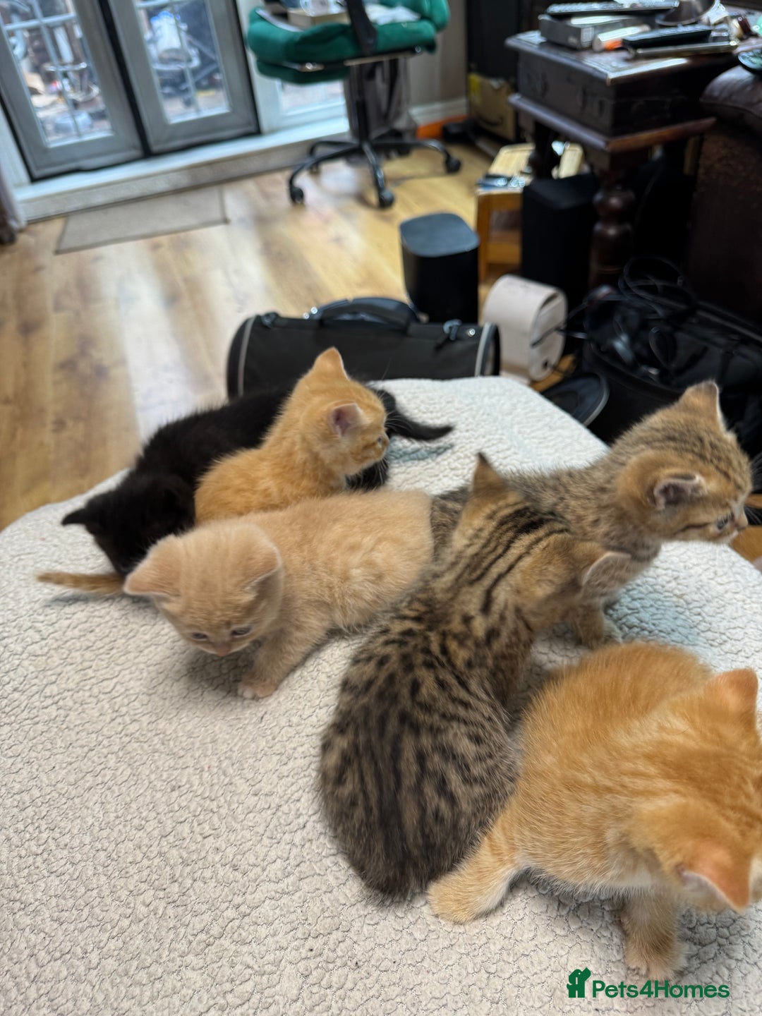 British Shorthair cats for sale: Stunning British Short Hair kittens for sale - Image 2