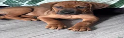 Mixed Breed dogs for sale: URGENT LAST 3 FEMALES LEFT!! Great Rottie Puppies - Advert 16