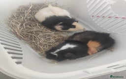 Guinea Pig rodents for sale: 2 Male Guinea Pigs - Have to go together  - Image 4