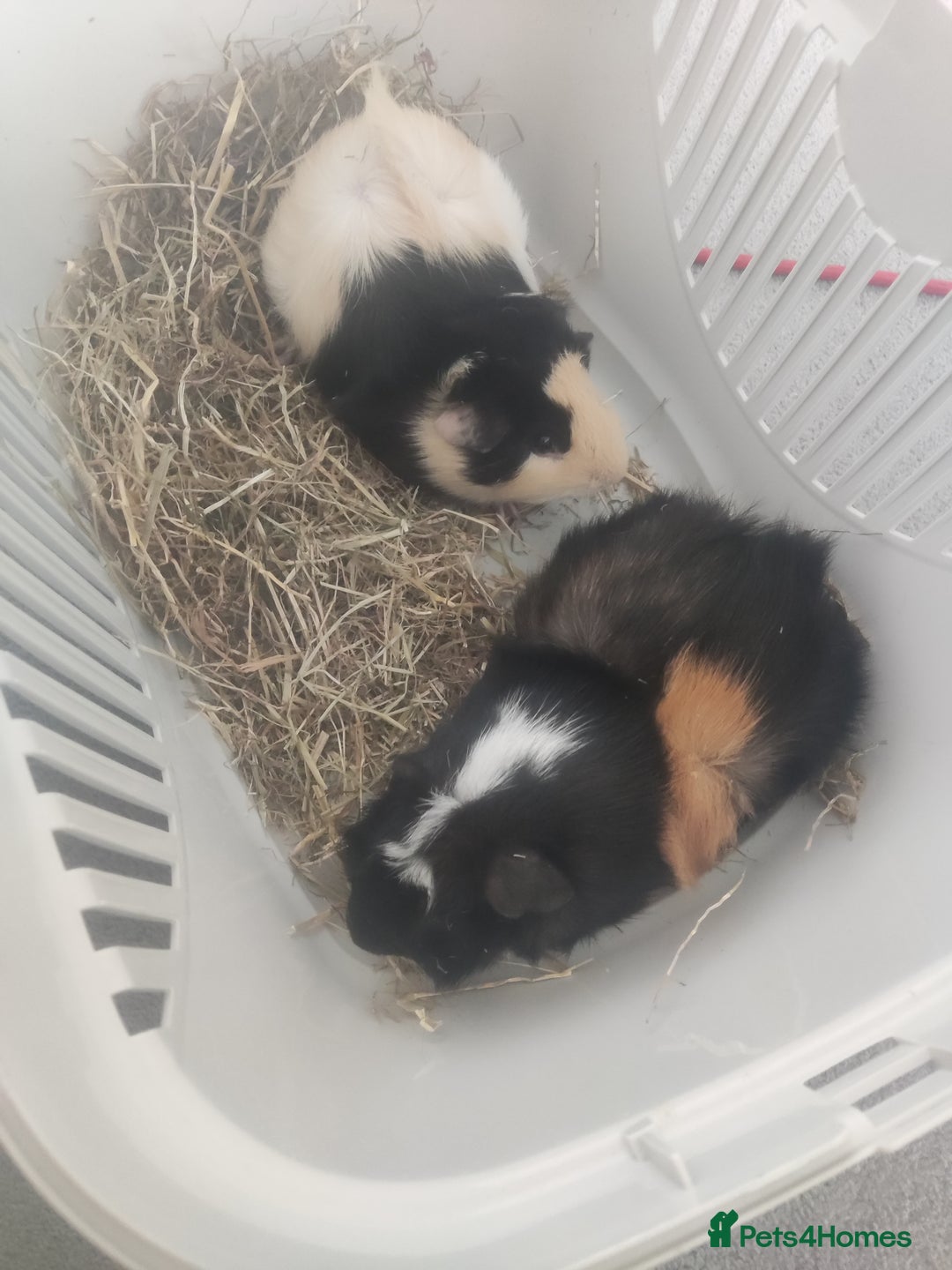 Guinea Pig rodents for sale: 2 Male Guinea Pigs - Have to go together  - Image 4