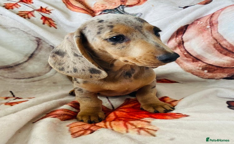 Miniature Dachshund dogs - Advert 8