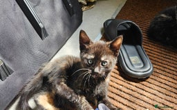 British Shorthair cats for sale: 4 Beautiful Kittens - Image 5
