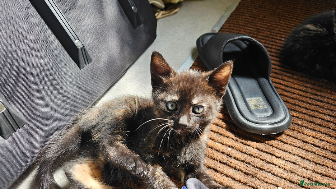 British Shorthair cats for sale: 4 Beautiful Kittens - Image 5