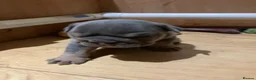 Olde English Bulldogge dogs for sale: Old English x English Bulldog puppies - Advert 29