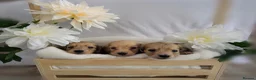 Miniature Dachshund dogs for sale: **One boy left**Cream miniature dachshunds - Advert 22