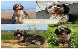 Cockapoo dogs for sale: Not Just Any Cockapoo Puppies – The Special Few - Image 2