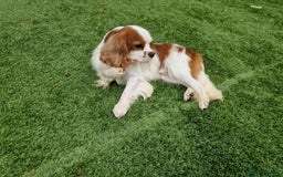 Cavalier King Charles Spaniel dogs for sale: 2 year old Cavalier King charles boy - Image 1