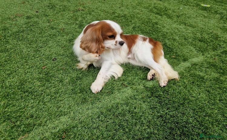 Cavalier King Charles Spaniel dogs for sale - Advert 1