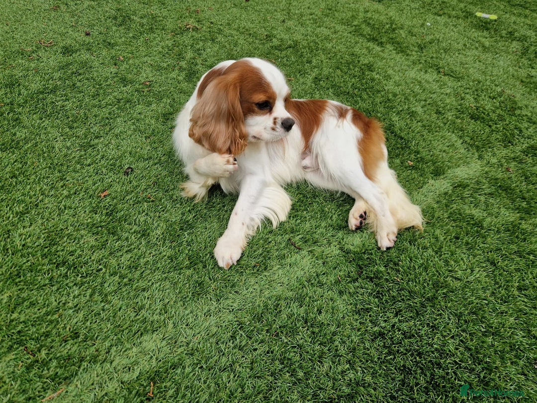 Cavalier King Charles Spaniel dogs for sale: 2 year old Cavalier King charles boy - Image 1