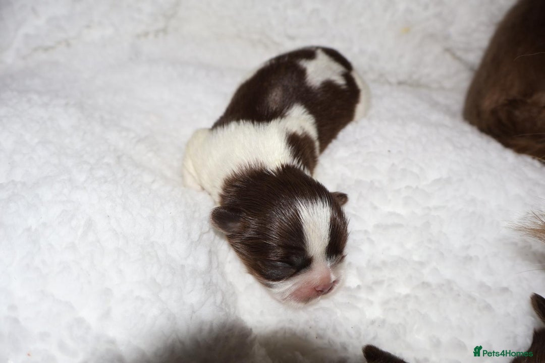 Shih Tzu dogs for sale: ✨ULTIMATE DNA Imperial’s now available✨ - Advert 7