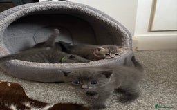 Burmese cats for sale: Beautiful blue kittens  - Image 17