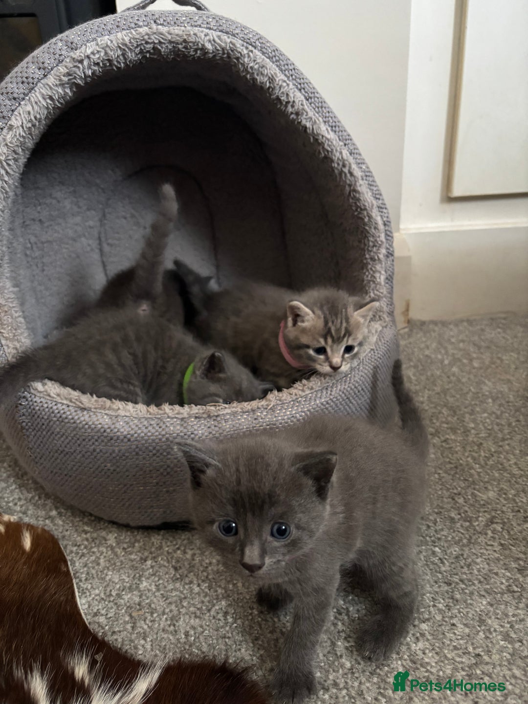 Burmese cats for sale: Beautiful blue kittens  - Image 17