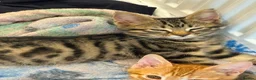 Mixed Breed cats for sale: READY NOW SIX STUNNING KITTENS  - Advert 18