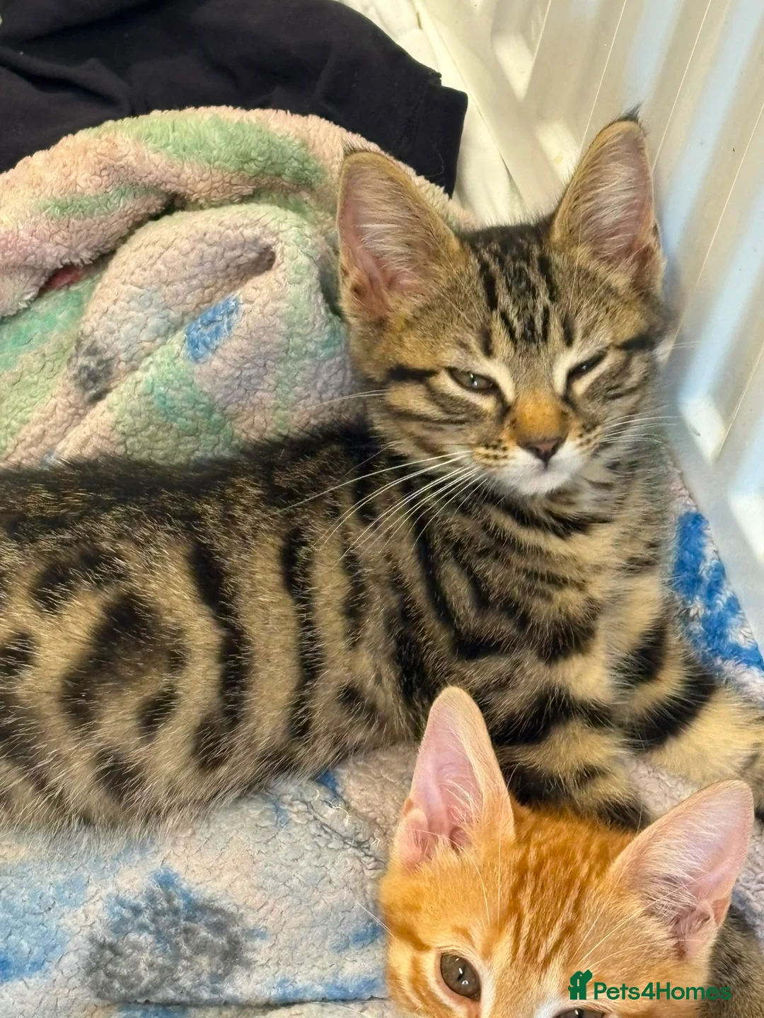 Mixed Breed cats for sale: READY NOW SIX STUNNING KITTENS  - Advert 18
