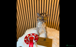 Devon Rex cats for sale: Devon Rex Kittens  - Image 26