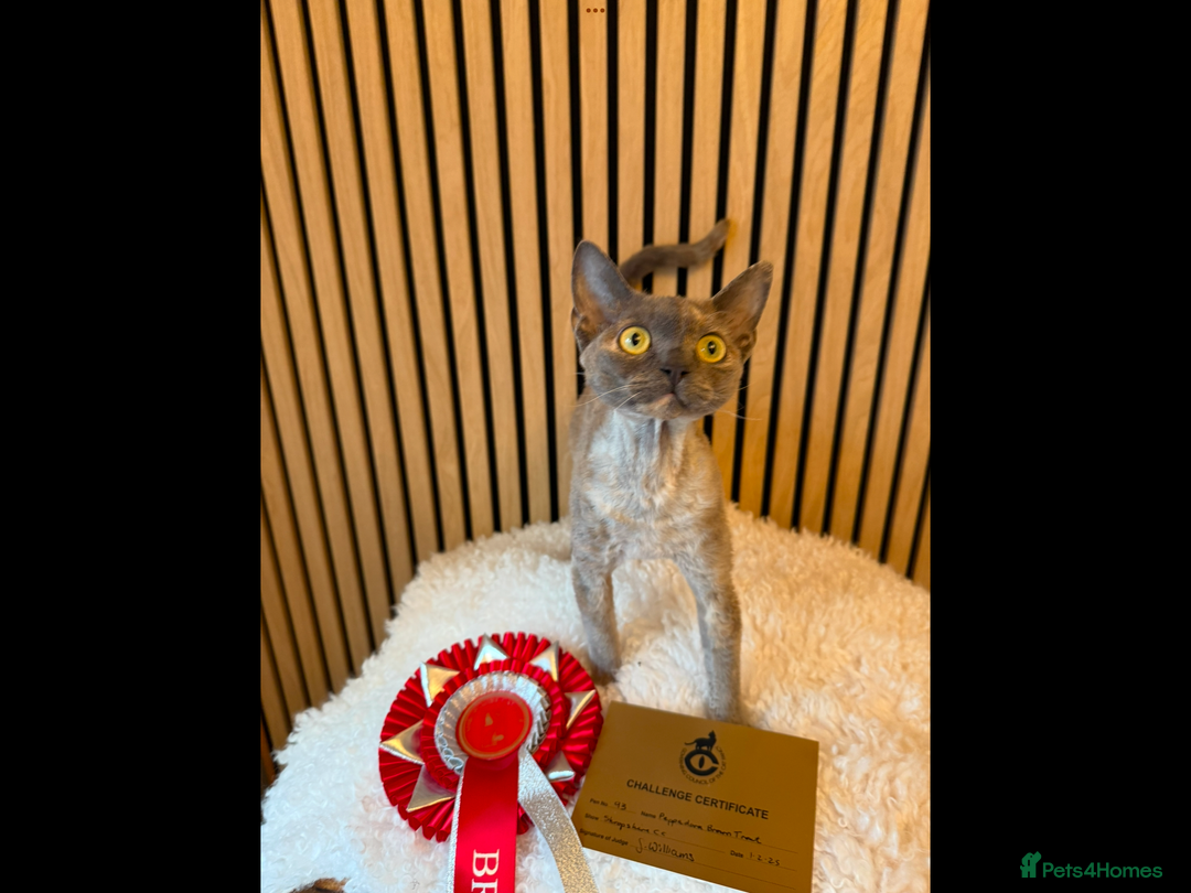 Devon Rex cats for sale: Devon Rex Kittens  - Image 26