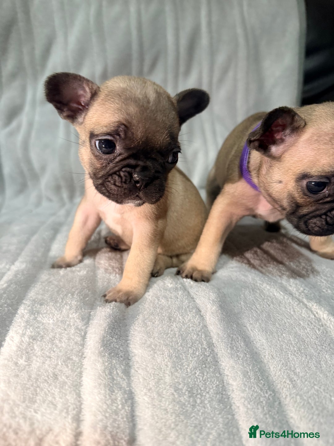 French Bulldog dogs for sale: Pedigree Mum Frenchy Pups-Gorgeous and ready soon! - Advert 13