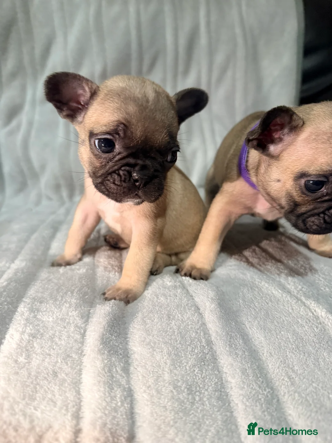 French Bulldog dogs for sale: Pedigree Mum Frenchy Pups-Gorgeous  ! - Advert 14