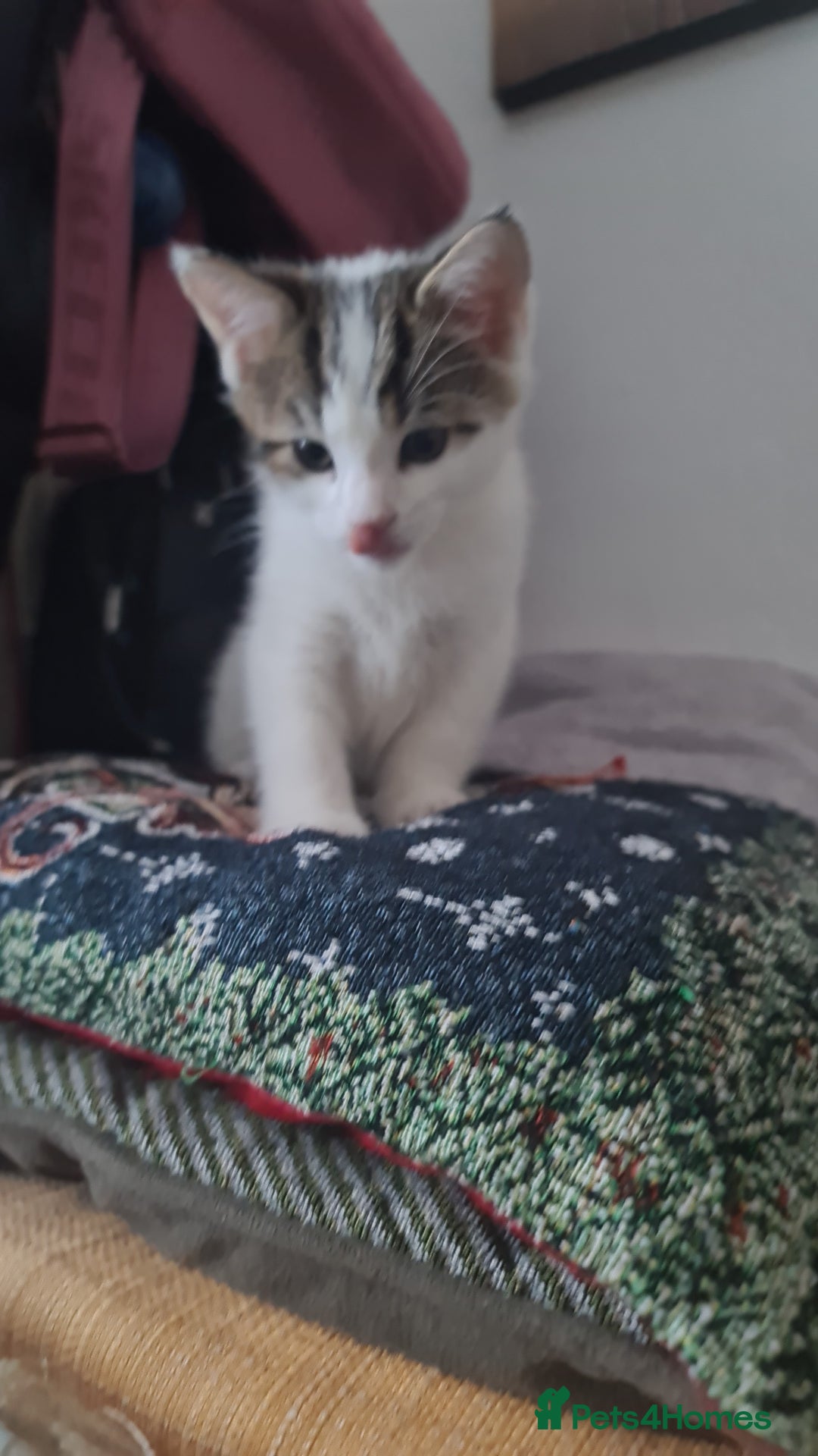 British Shorthair cats for sale: kitten - Advert 5