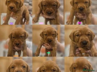 Labrador Retriever dogs KC Fox Red Labrador Puppys - Advert 5