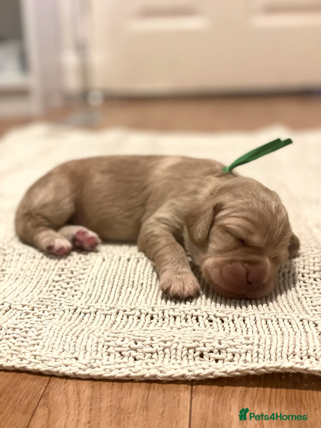 Cocker Spaniel dogs for sale: KC Working Cocker Spaniel Puppies  - Advert 2