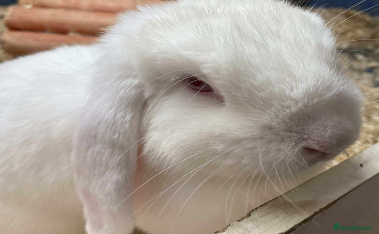 Mini Lop rabbits - Advert 3