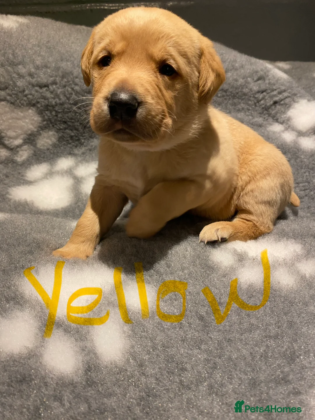 Labrador Retriever dogs for sale: Yellow/Fox Red Labrador puppies - Advert 25