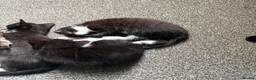 Mixed Breed cats for sale: Tuxedo kittens ready for thier new homes  - Advert 5