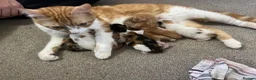 Mixed Breed cats for sale: Male ginger and white kitten - Advert 19