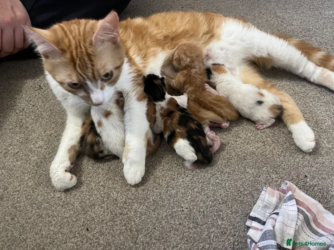 Mixed Breed cats for sale: Male ginger and white kitten - Advert 19