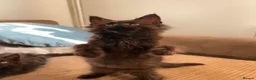 Maine Coon cats for sale: FEMALE READY NOW Black Smoke Maine Coon  - Advert 4