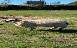 Sheep livestock for sale: Valais cross Kerry hill ram lamb  - Image 2