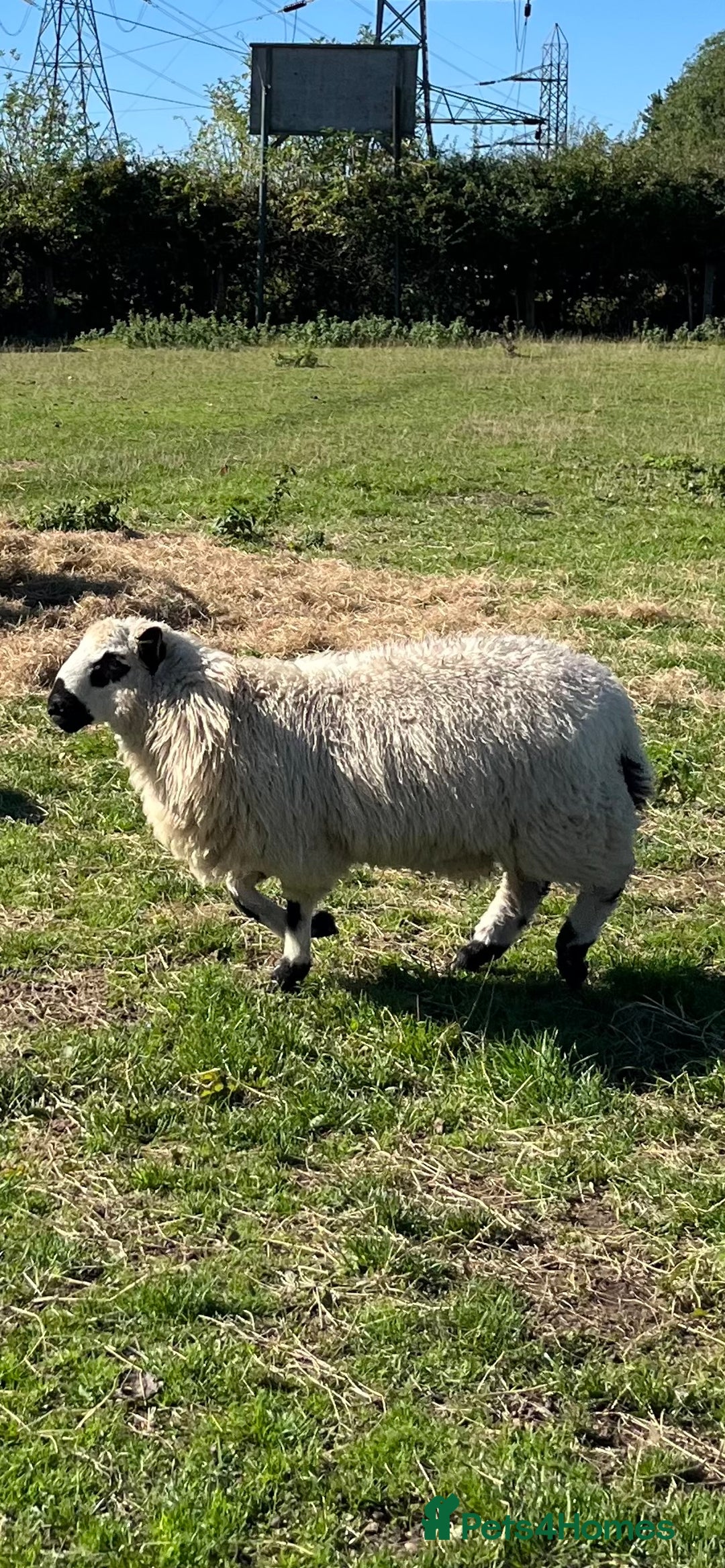 Sheep livestock for sale: Valais cross Kerry hill ram lamb  - Image 2