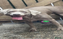 Mixed Breed dogs for sale: Lab Pei puppies  - Image 5