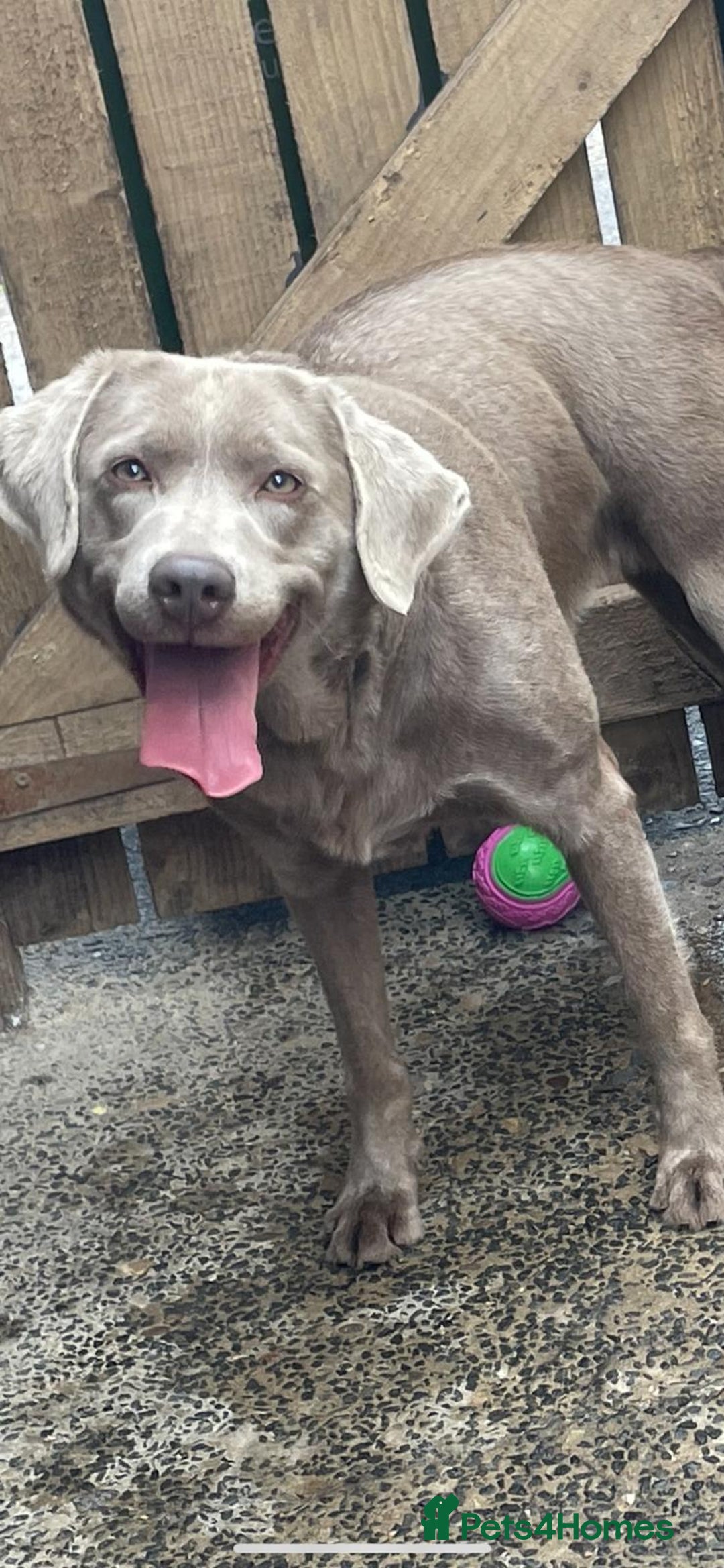 Mixed Breed dogs for sale: Lab Pei puppies  - Image 5