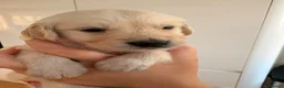 Golden Retriever dogs for sale: Beautiful golden retriever puppies - Advert 27