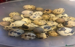 Quail poultry for sale: Fertile quail eggs - Image 1