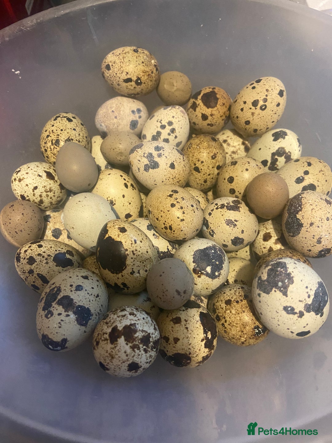 Quail poultry for sale: Fertile quail eggs - Image 1