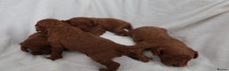 Cavapoo dogs for sale: 4 beautiful red cavapoo puppies available  - Advert 10