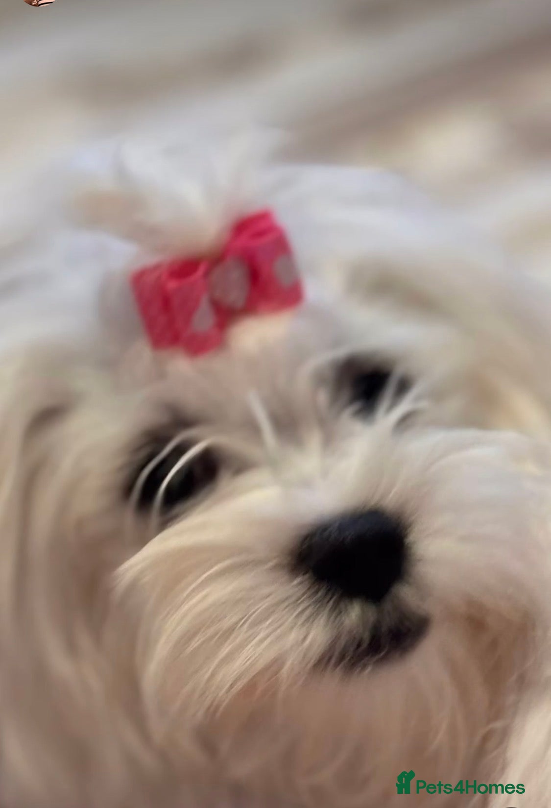 Maltese dogs Kc registered mini Maltese  - Advert 8