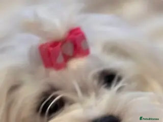 Maltese dogs Kc registered mini Maltese - Advert 8