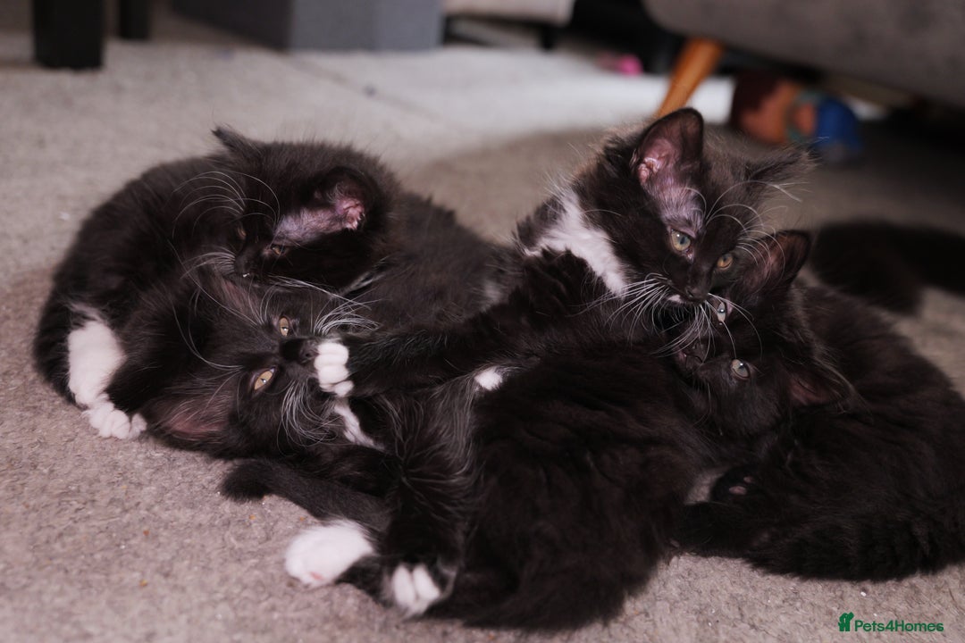 Turkish Angora cats for sale: Playful, Socialised Kittens Seeking Loving Home - Advert 11