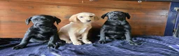 Labrador Retriever dogs for sale: Gorgeous litter of labrador puppies  - Advert 8