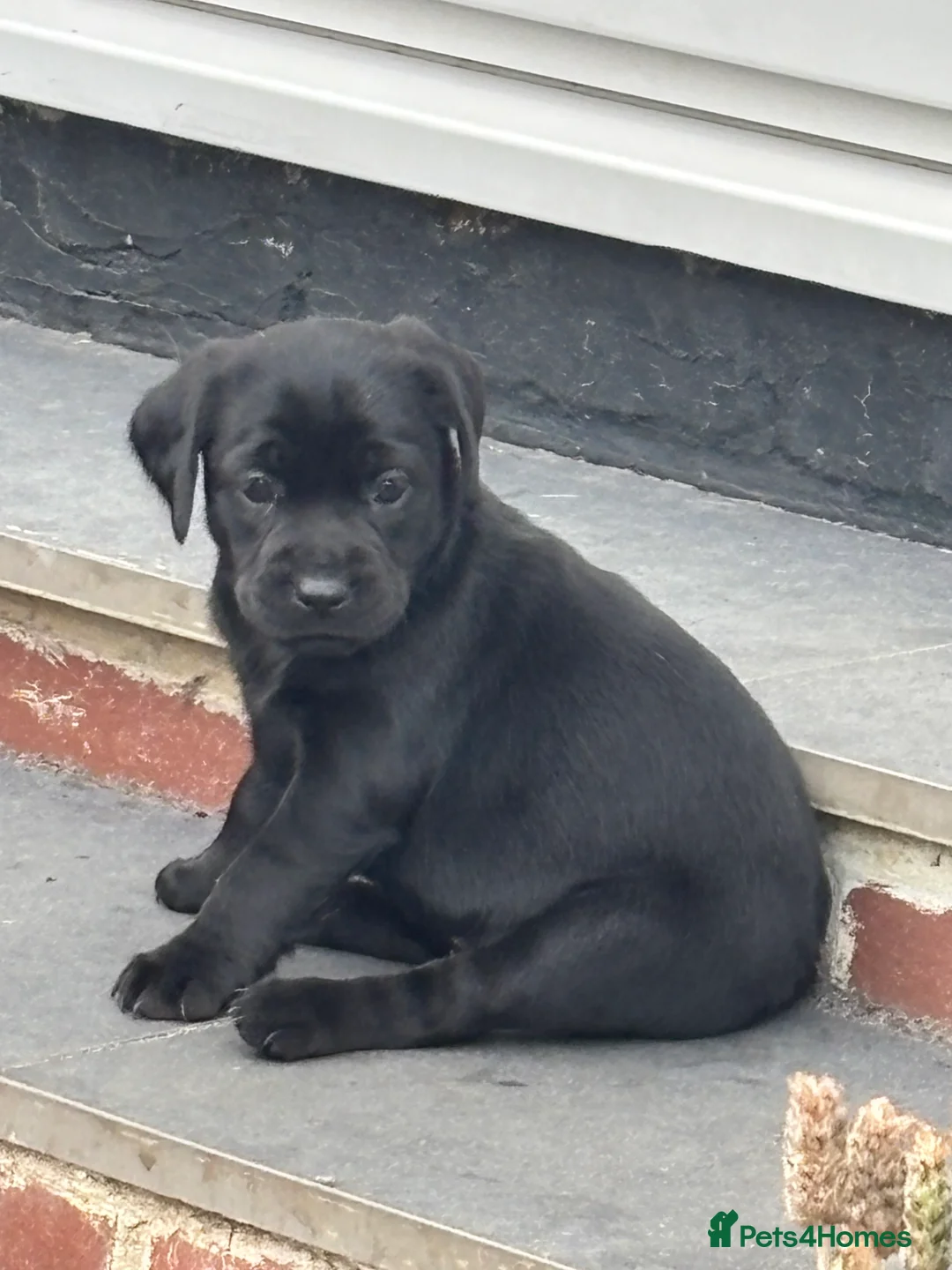 Mixed Breed dogs for sale: Beautiful litter of puppies.  - Advert 7