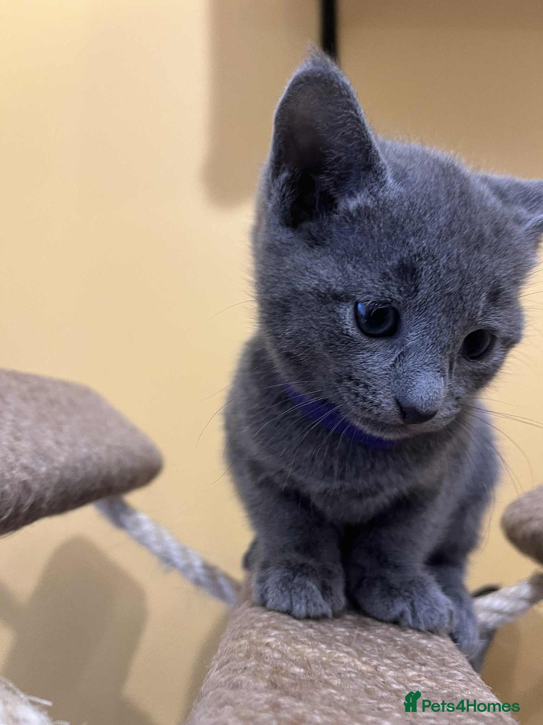 Russian Blue cats for sale: TICA REGISTERED Pure Breed Russian Blue Kittens - Advert 8